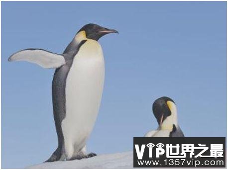 世界上最大的企鹅，帝企鹅身高可至1.3米
