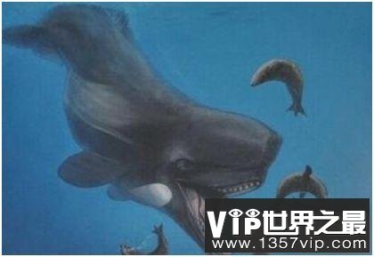 史上最凶猛的鲸，利维坦鲸能捕食须鲸