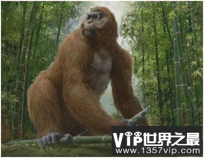 史上最大的猿，步氏巨猿站立身高超过3米