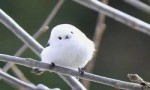 世界上最萌的鸟，银喉长尾山雀羽毛洁白松软，好似糯米团子