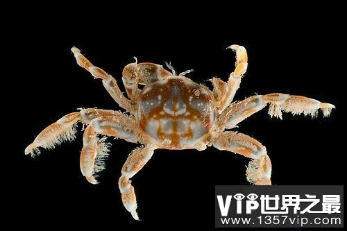世界上最小的螃蟹，扒一扒豆蟹的底细！