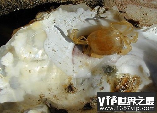 世界上最小的螃蟹，扒一扒豆蟹的底细！