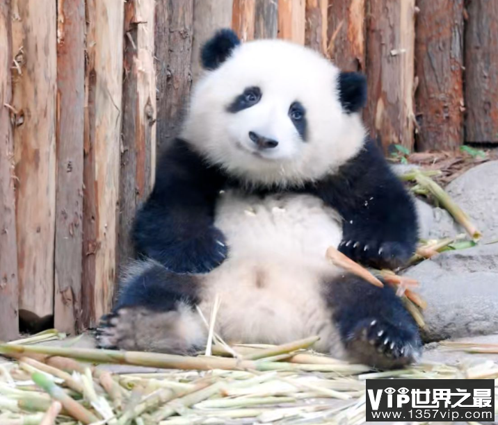 花花挣的工资有一大半是委屈费 熊猫能听懂人说的话吗