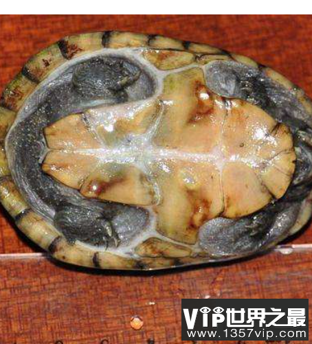 世界上最小的龟，不仔细看你可能都找不到它。