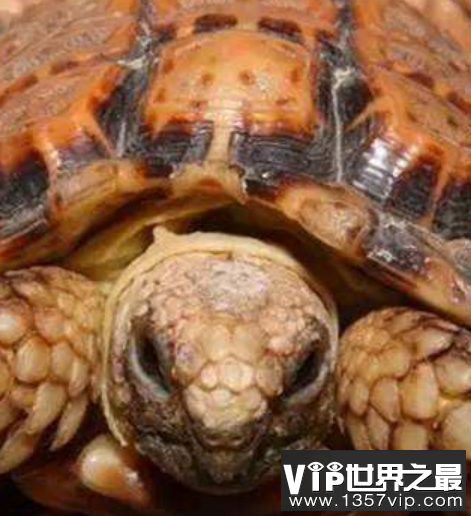 世界上最小的龟，不仔细看你可能都找不到它。