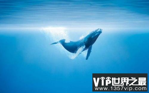 【抖音文案】鲸落是世间最美的温柔  一念山河成 一念百草生