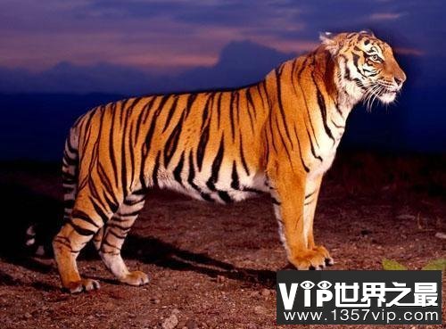 地球上体型最小的虎类——爪哇虎 人虎大战导致其灭绝