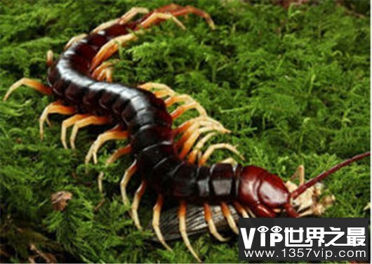 世界上最大的恐怖蜈蚣排行榜，加拉帕格斯巨人蜈蚣长46cm