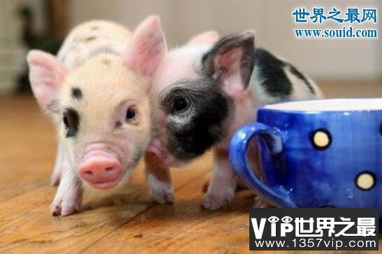 世界上最小的猪微型猪，只有茶杯那么大(超级萌)