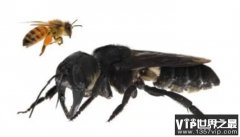 地球上最大的超级蜜蜂 和鸡蛋一样大 灭绝后又发现了1只
