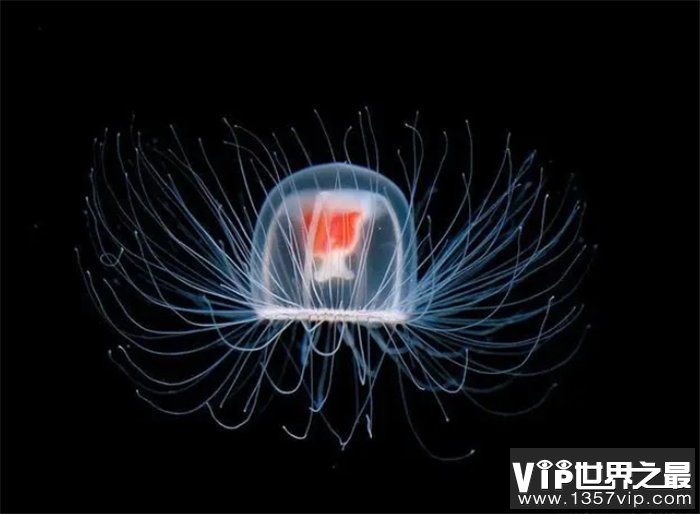 世界上唯一能够长生不老的生物，也许掌握了真正不朽的秘密
