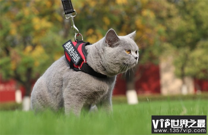 世界上最适合家养的猫咪  英国短毛猫（宠物猫）