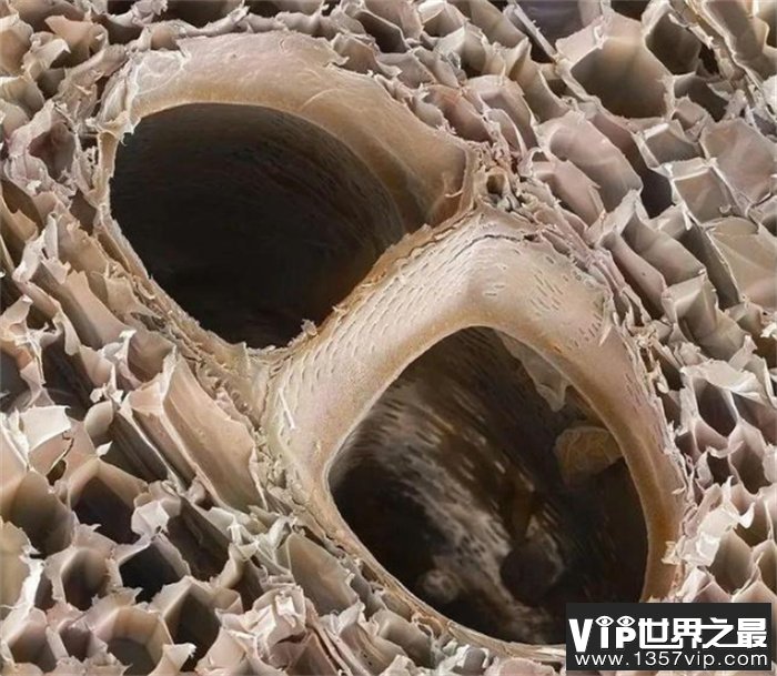 世界上最轻的木材 可以轻松的被扛起来（轻木）