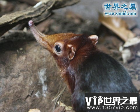 世界上最小的哺乳动物，鼩鼱(仅重3克/长4厘米)