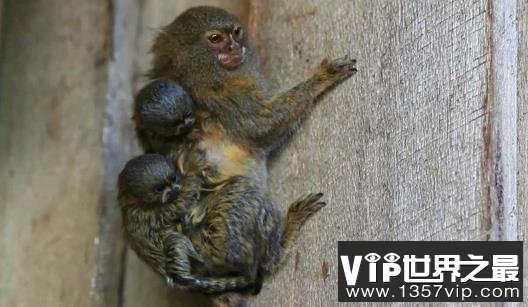 世界上最小的猴子降生，比大拇指还短(图)