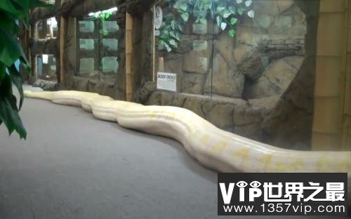 世界上最长的蛇排行榜，最长的接近15米！