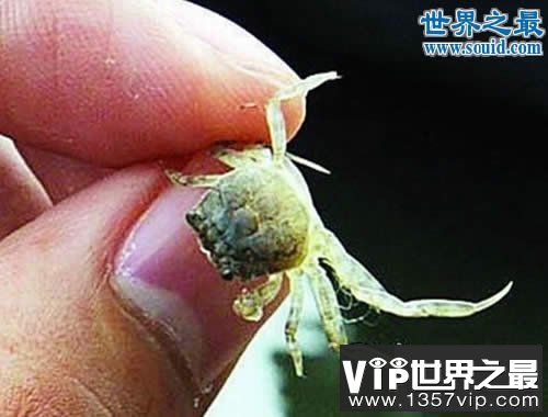 世界上最小的螃蟹，豆蟹(贝类的寄生虫)