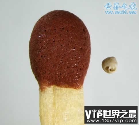 世界上最小的蜗牛，比针眼还小(0.6毫米)