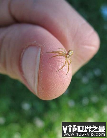 活在指尖上最小最可爱的生物(图)