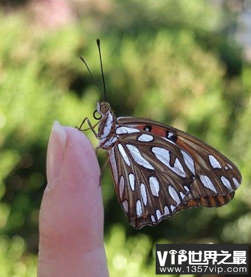 活在指尖上最小最可爱的生物(图)