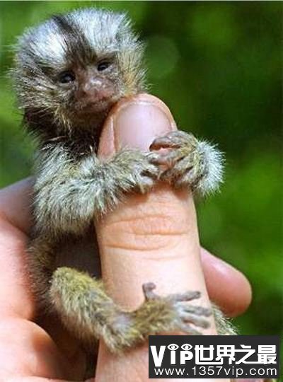 活在指尖上最小最可爱的生物(图)