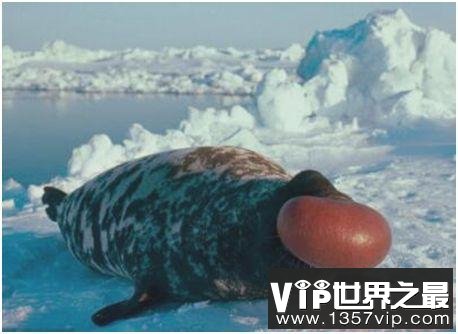 世界上长相最奇特的海豹，冠海豹生气时鼻囊会膨胀成球