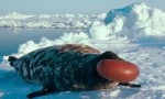世界上长相最奇特的海豹，冠海豹生气时鼻囊会膨胀成球