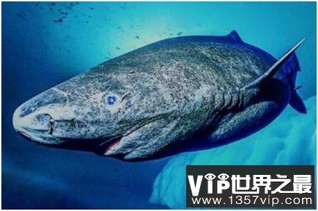 世界上最长寿的鲨鱼，格陵兰睡鲨寿命可达400岁