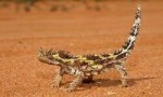世界上最怪异的蜥蜴，澳洲魔蜥利用皮肤喝水