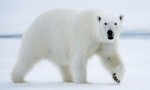 世界十大美丽又危险的动物 北极熊仅排第
