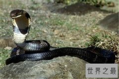 世界上毒牙最长的蛇，这长长的牙让人心生畏惧