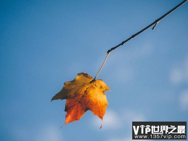 【抖音文案】秋天的唯美句子 描写秋天景