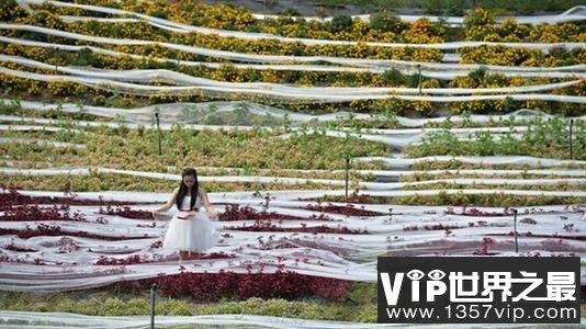 世界上最长的婚纱，第一是中国成都的4100米婚纱！
