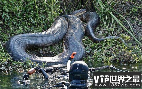 世界上最长的蛇亚马逊森蚺，嘴能长大成180度
