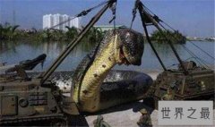 世界上最长的蛇，500米长的红海巨蛇是否