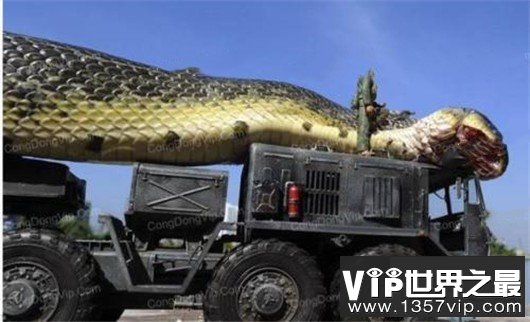 世界上最长的蛇，500米长的红海巨蛇是否为真？