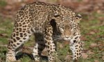 世界上最大的豹，波斯豹体长可接近2米