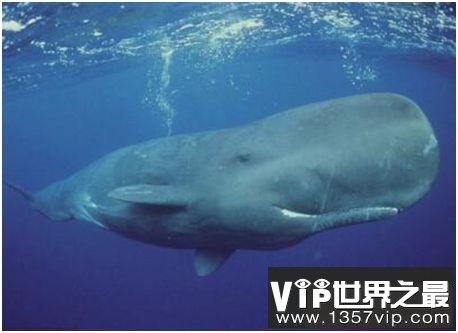 世界上潜水最深的哺乳动物，抹香鲸能下潜到2200米深处