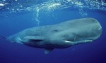 世界上潜水最深的哺乳动物，抹香鲸能下潜到2200米深处