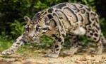 世界上最小的豹，云豹体重最大仅有40千克