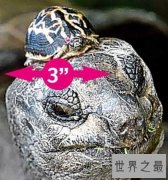 世界上最小的龟