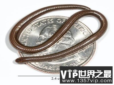 世界上最短小的蛇