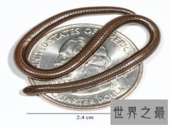 世界上最短小的蛇