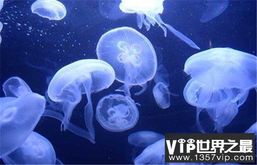 寿命最长的动物，原来长生不老并不用吃唐僧肉