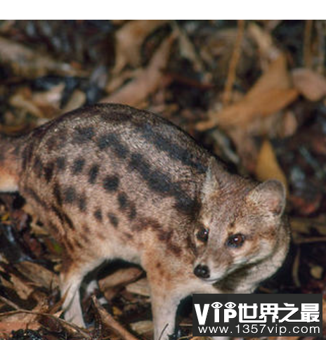 世界上交配时间最长的动物，这才是真正得猛男！