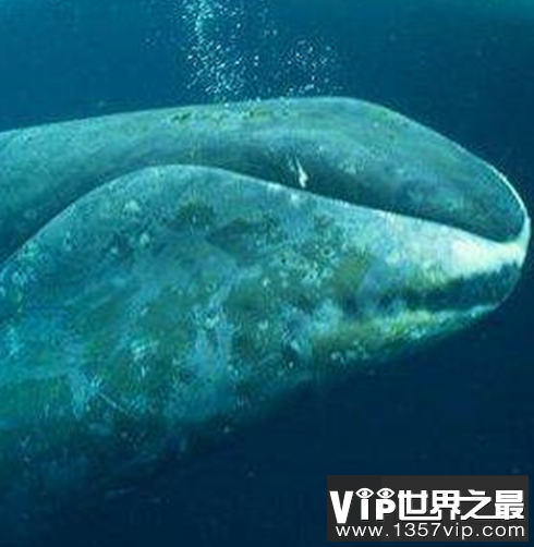 世界活的最长的动物，年龄最大的竟然达到了4000多岁？