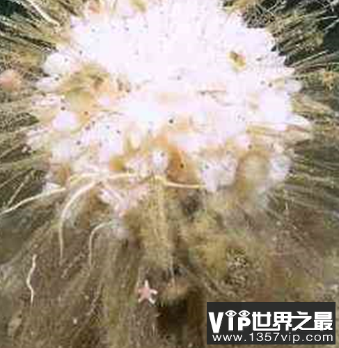 世界活的最长的动物，年龄最大的竟然达到了4000多岁？