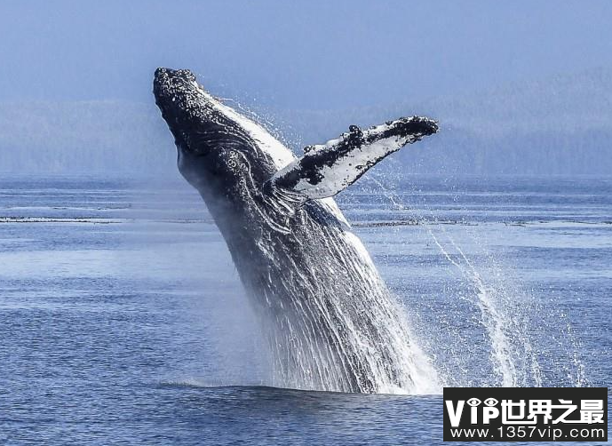鲸类是恒温动物可以靠什么来保暖 神奇海洋11月21日答案