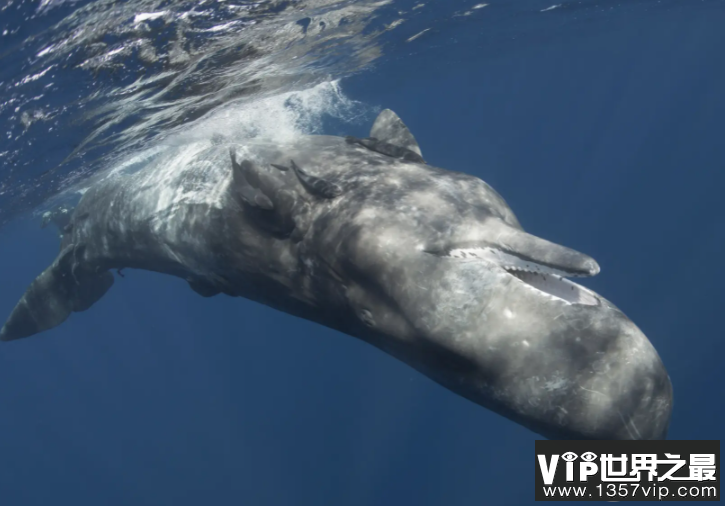鲸类是恒温动物可以靠什么来保暖 神奇海洋11月21日答案