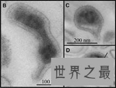 世界上最小的活生物体